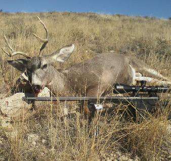 Mule deer